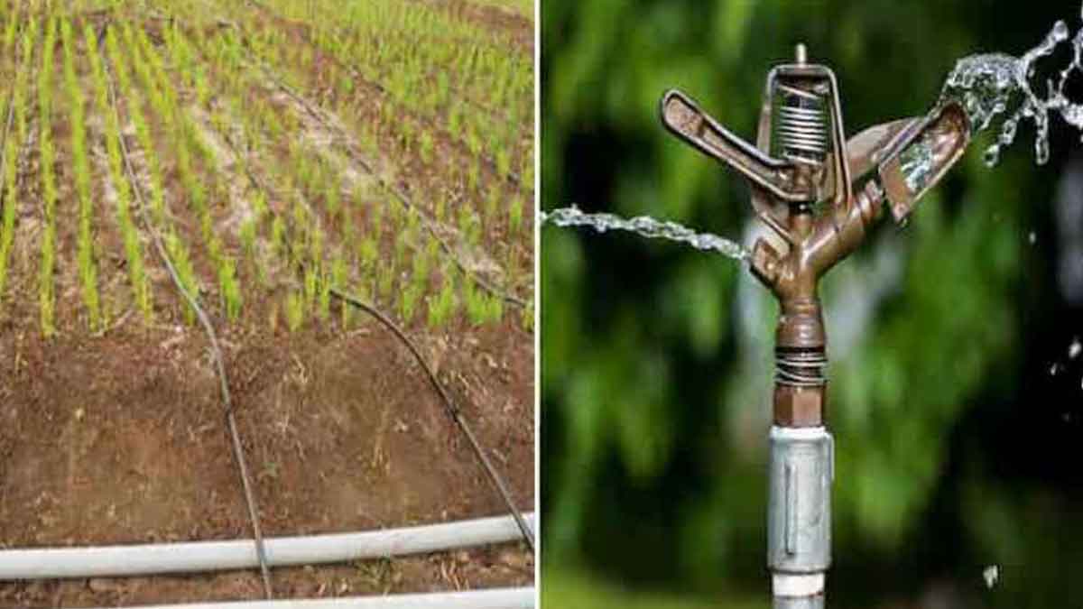 Drip Irrigation Subsidy अब गर्मी से खराब नहीं होंगी फसलें, ड्रिप