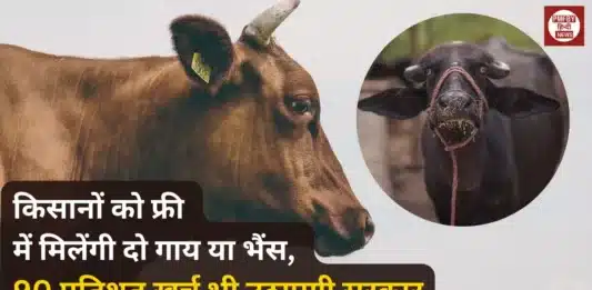 Farmers will get two cows or buffaloes for free